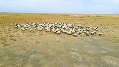 金色草原羊群奔跑4K航拍视频视频的预览图